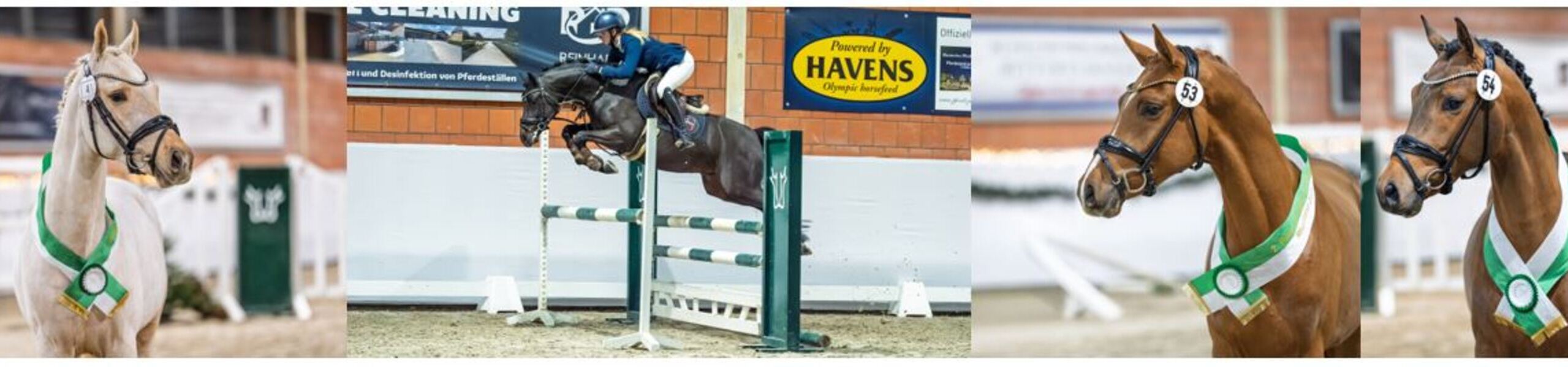 Schloss Wickrath Ponyhengste SPEZIAL